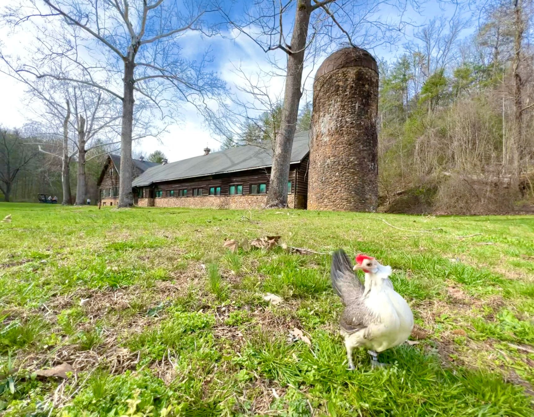 The long chestnut-log dairy barn at Devotion with its river-rock foundation and tall stone silo, a hen in the foreground on green spring grass