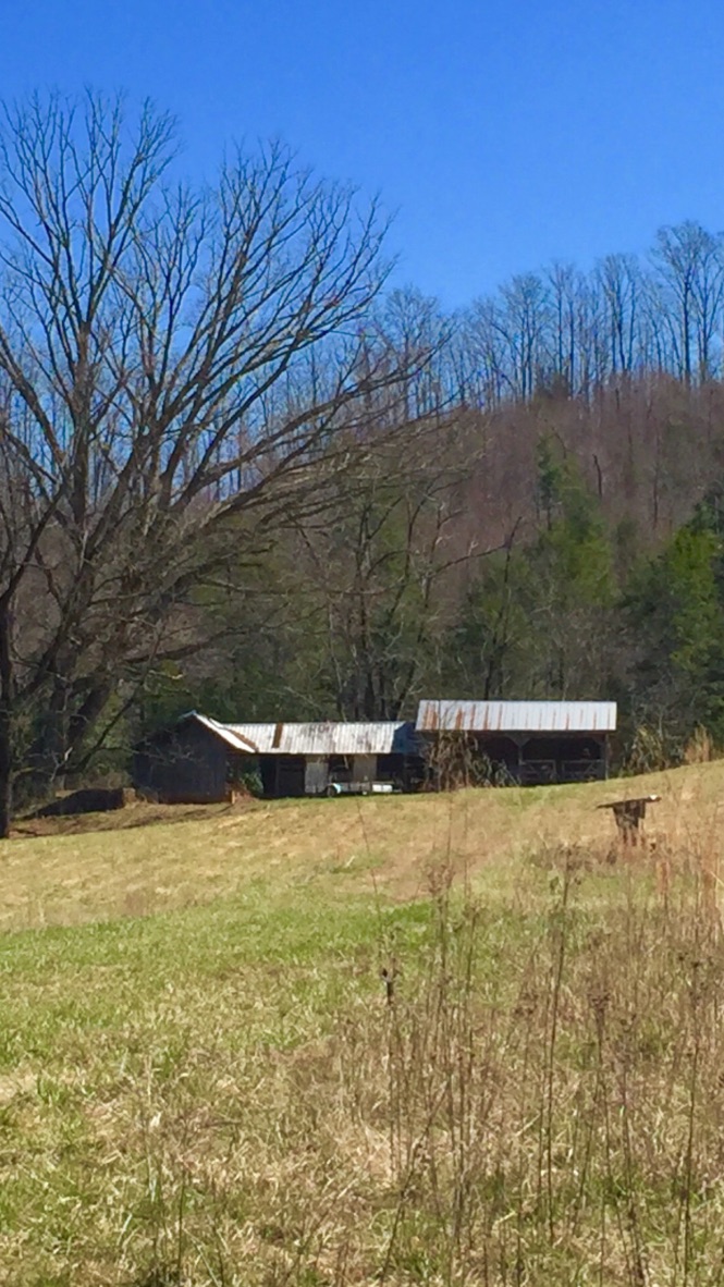 The hog barn at Devotion in late winter — two low tin-roofed timber sheds set into the edge of the woods above a rising pasture of pale grass, bare hardwoods and a wooded ridge behind them under a clear blue sky