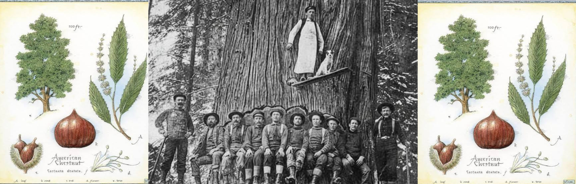 Composite plate: hand-colored botanical illustrations of the American chestnut (Castanea dentata) showing tree, leaf, catkins, burr, and nut, flanking an archival black-and-white photograph of a logging crew of a dozen men seated at the base of a giant old-growth chestnut, one man standing on a springboard above them with a dog