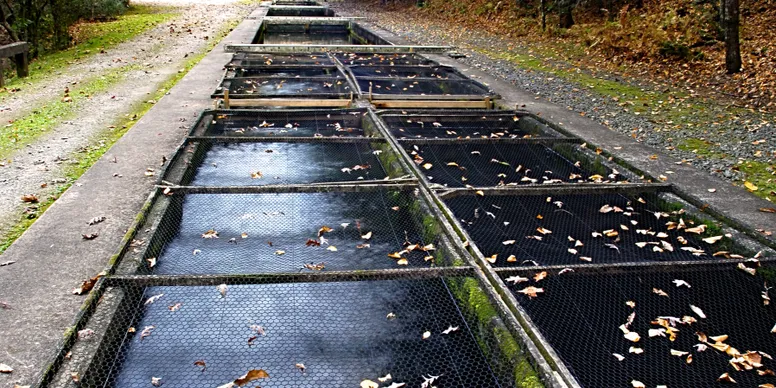 Long screened concrete raceways of the trout hatchery stretching along a gravel road